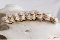 animal skull teeth 0020
